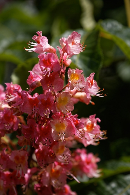 Jardin des Impressionnistes-MAI14-111